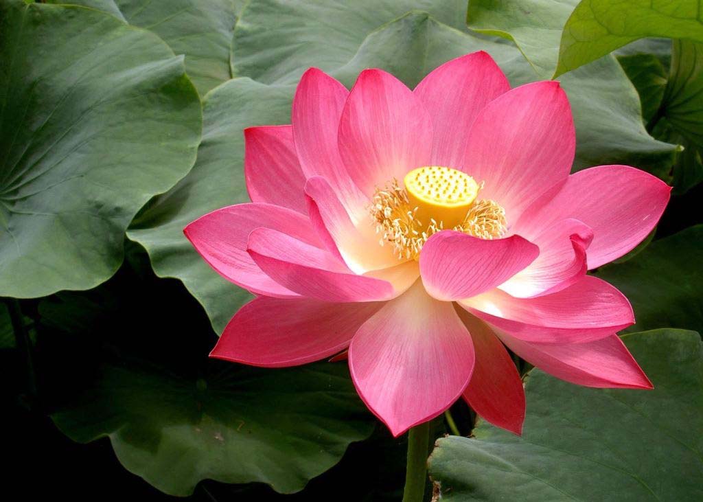 Image for article [Merayakan Hari Falun Dafa Sedunia] Gambar: Bunga untuk Guru