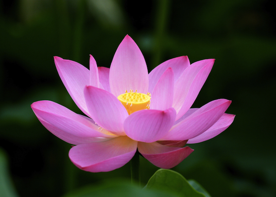 Image for article Kekuatan Luar Biasa Falun Dafa