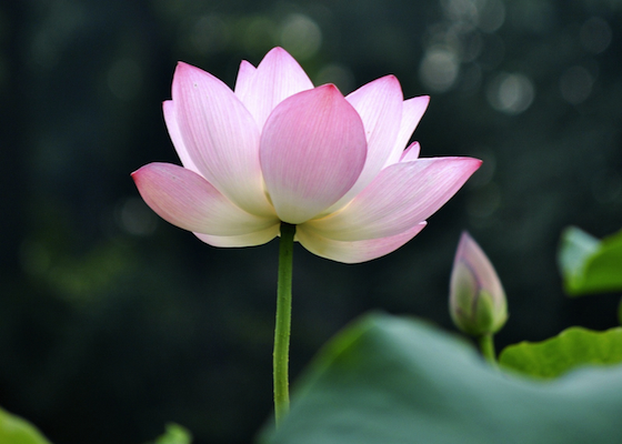 Image for article [Merayakan Hari Falun Dafa Sedunia] Pekerja Temporer yang Bahagia