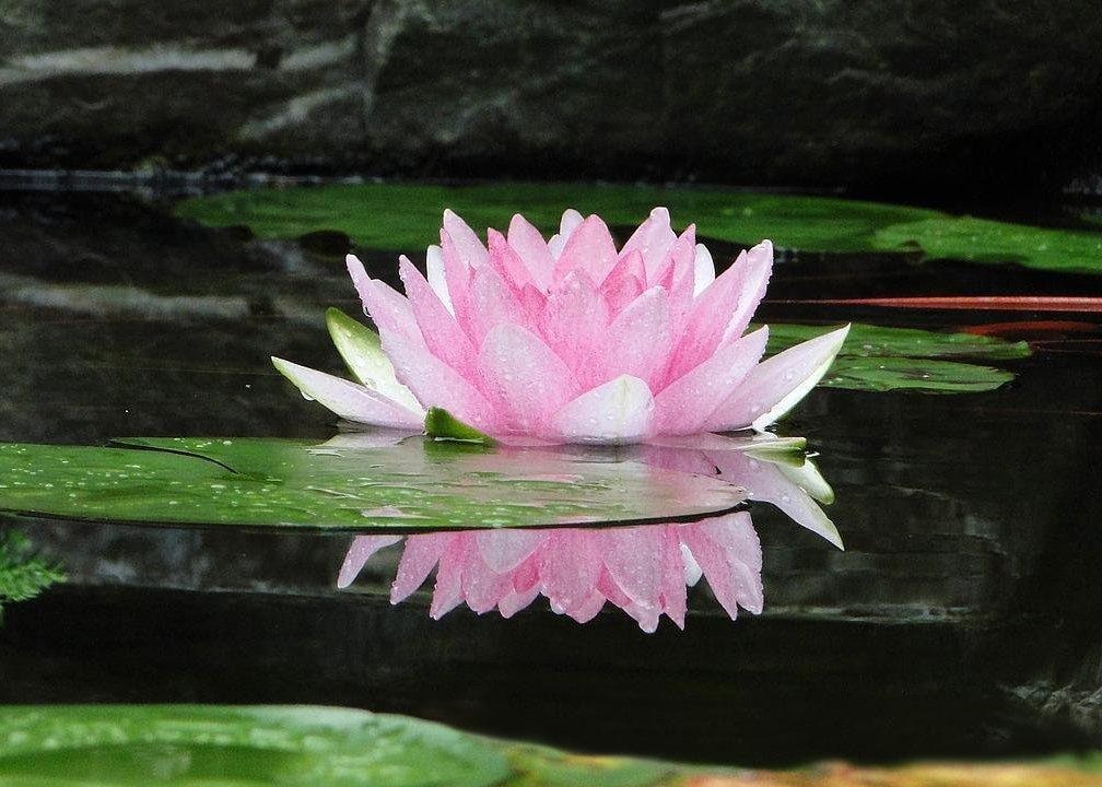 Playboy yalangoch onlayn