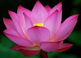 Image for article [Merayakan Hari Falun Dafa Sedunia] Wanita Solo: Syukur Melampaui Kata-kata