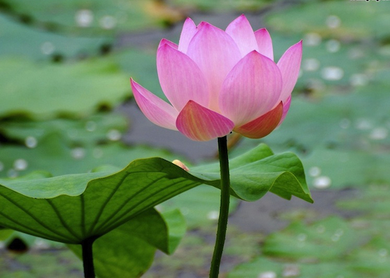 Image for article [Merayakan Hari Falun Dafa Sedunia] Ingatlah Sejati, Baik, Sabar Setiap Saat