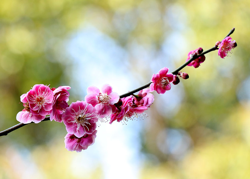 Image for article [Konferensi Fa Jepang] Membaca Zhuan Falun Mengubah Hidup Saya