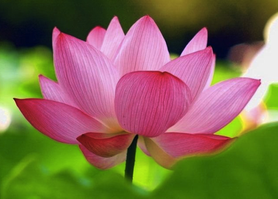 Image for article Sembuh dari Limfoma Atadium Akhir dengan Berlatih Falun Dafa