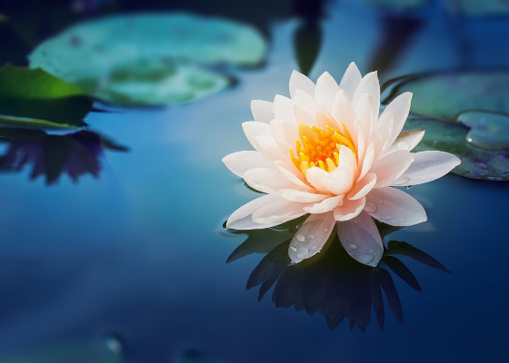 Image for article Kondisi Pikiran dan Tubuh Meningkat dengan Berlatih Falun Dafa